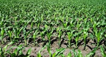 Вчені розрахували необхідну кількість азотних добрив для посівів кукурудзи Рис.1