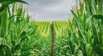 Як захистити посіви кукурудзи від шкідникі,- UKRAVIT Рис.1