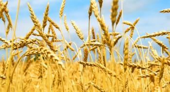 Закупівельні ціни на продовольчу пшеницю в Україні знизилися Рис.1