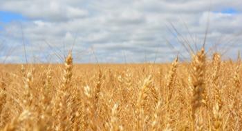 Закупівельні ціни на пшеницю в Україні знизилися Рис.1