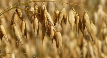 Agricom Group бере курс на рекордний урожай безглютенового вівса Рис.1