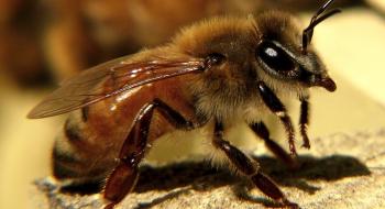 Біологи помітили, що агресивні бджоли виділяють більш насичену отруту Рис.1