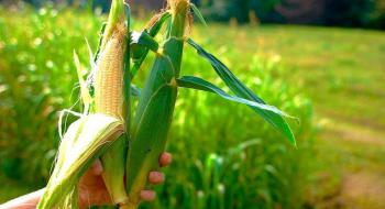 Цифрова платформа Agrility допомагає збільшити урожайність кукурудзи на 3-5% Рис.1