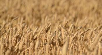Експерти StatCan знизили прогнози врожаю пшениці та каноли в Канаді більше, ніж USDA Рис.1