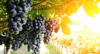 Експерти UKRAVIT розповіли як контролювати небезпечні хвороби винограду Рис.1
