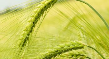 Індія очікує на зростання виробництва всіх ключових зернових культур Рис.1