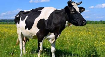 Мінагро продовжує приймати заявки на отримання дотації 5 тис. грн за одну корову Рис.1