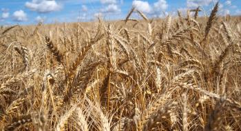 Названо найбільш урожайні сорти зернових колосових культур Рис.1