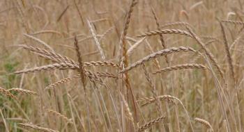 Швейцарія закликає фермерів до збільшення площ під органічними зерновими Рис.1
