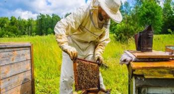 Триває прийом документів на отримання дотації за бджолосім’ї Рис.1