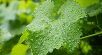 У Швейцарії через дощі розігралася епідемія несправжньої борошнистої роси на виноградниках Рис.1