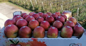 Українська компанія "Сади Дніпра" модернізує автоматизовану лінію сортування яблук Рис.1