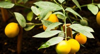 В Іспанії розробили інноваційний спосіб крапельного зрошення хурми і лимонів Рис.1