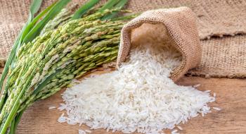 Вчені створили рис з протираковими властивостями Рис.1