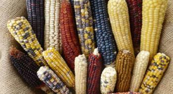 Вчені університету штату Айова намагаються розгадати головоломку генетики кукурудзи Рис.1