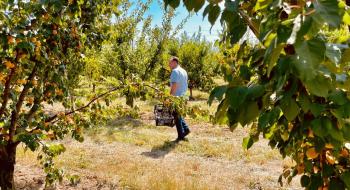 Закарпатське фермерське господарство пускає відвідувачів власноруч збирати персики Рис.1