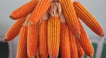 Ціни на кукурудзу падають на прогнозах збільшення виробництва у США Рис.1
