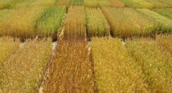 Дослідники мають намір створити нові способи селекції для підвищення врожайності сільськогосподарських культур Рис.1
