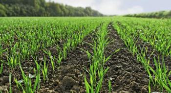 Фахівці UKRAVIT розповіли, як знищити бур’яни на посівах озимих зернових культур Рис.1