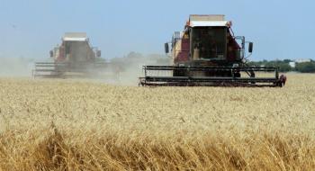На Digital Field врожайність ярої пшениці склала 6,5 т/га Рис.1