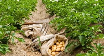 Над проблемою фітофторозу картоплі в Азії працюють співробітники спеціально створеної мережі AsiaBlight Рис.1