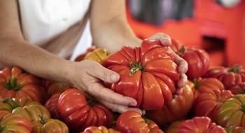 Пармські фермери відродили старовинний сорт томату Рис.1