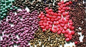 Протруювання насіння наосліп може знищити майбутній урожай, — Держпродспоживслужба Рис.1