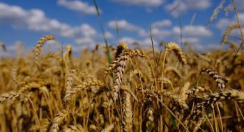 Прискорення темпів сівби озимої пшениці уповільнило зростання біржових котирувань Рис.1