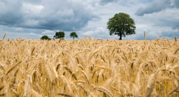 Світове споживання зерна зросте до 2,8 млрд т, - ФАО Рис.1