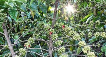 У захисті кавових дерев від нематод можуть використовуватися ризобактерії,-вчені Рис.1