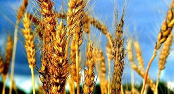 Україна експортувала 8,6 млн т зернових нового врожаю Рис.1