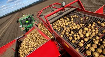 Урожайність картоплі в Контінетал перевищила планову Рис.1