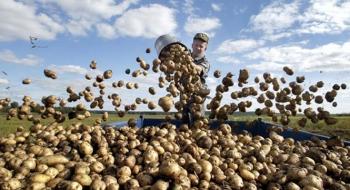 Уряд затвердив порядок надання державної підтримки виробникам картоплі Рис.1