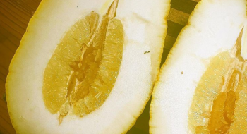 В Австралії люди виростили лимон-гігант вагою 2,6 к Рис.1