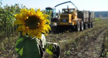В Україні дощі затримають збирання соняшнику та кукурудзи Рис.1