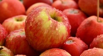 В Україні почався збір яблук Рис.1