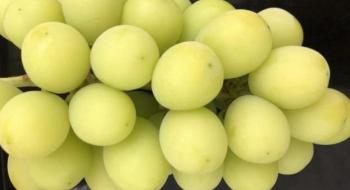 Вчені вивели унікальний сорт винограду Рис.1