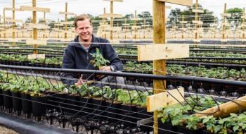 Вирощування малини допомогло голландському виробнику менше використовувати засоби захисту рослин Рис.1
