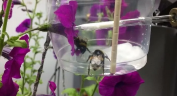 Жало бджоли може стимулювати виділення летючих речовин квітами Рис.1