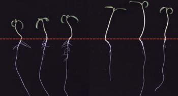 Чому коріння рослин перестають рости в тіні: нове дослідження Рис.1