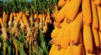 Ціни на кукурудзу не знижуватимуться, незважаючи на рекордний урожай Рис.1