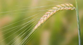 Ціни на ячмінь зростають слідом за ринками пшениці та кукурудзи Рис.1