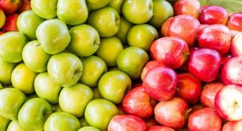 Ціни на якісне яблуко в Україні опустилися до мінімального рівня Рис.1