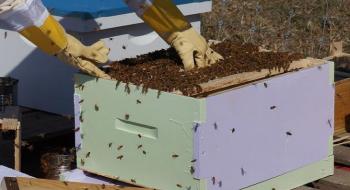 Екстракт печериці виявився ефективний проти нозематозу бджіл,- вчені Рис.1