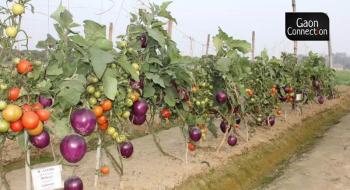Індійські вчені виростили Brimato: з однієї рослини збирають урожай помідорів і баклажан Рис.1