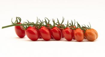 Італійські селекціонери представили новий сорт сливовидних томатів Fanello Рис.1