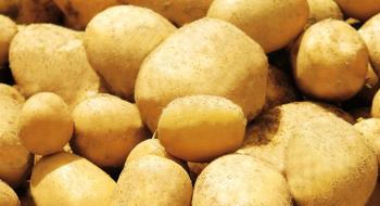 Картопля La Bonnotte опинилася серед найдорожчих овочів у світі Рис.1