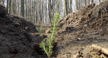 На Буковині висадили 7 гектарів нових лісів Рис.1