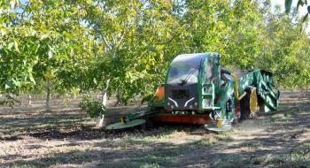 На Одещині вперше збирали волоські горіхи механічним способом Рис.1