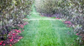 На Вінниччині знищать близько 3 тис. га яблуневих садів Рис.1